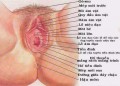 Hình ảnh cấu tạo bộ phận sinh dục nữ